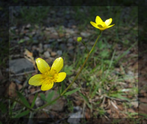 Buttercups,Rough and Ready Creek, Josephine County
